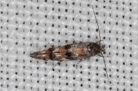 Mompha miscella