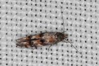 Mompha miscella
