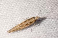 Plutella xylostella