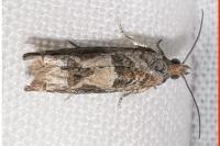 Crocidosema plebejana
