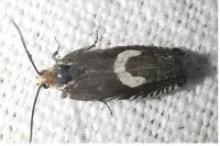 Grapholita orobana