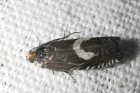 Grapholita orobana