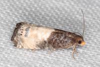 Notocelia cynosbatella