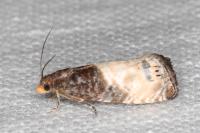 Notocelia cynosbatella
