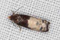 Notocelia cynosbatella