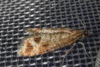 Rhyacionia maritimana