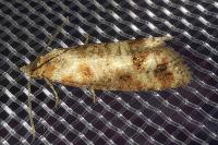 Rhyacionia maritimana