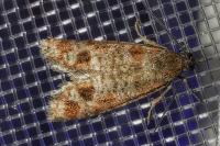Rhyacionia maritimana