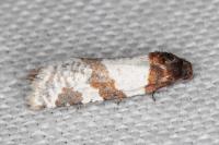Periclepsis cinctana