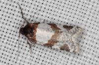 Periclepsis cinctana