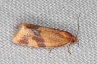 Zelotherses ferugana