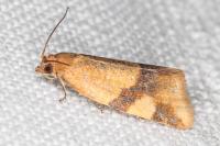 Zelotherses ferugana