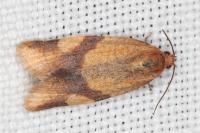 Zelotherses ferugana