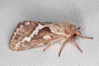 Korscheltellus lupulinus