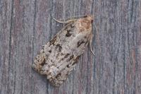 Dichelia histrionana