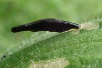 Coleophora conspicuella