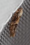 Crocidosema plebejana