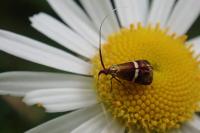 Adela australis