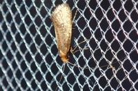 Nematopogon adansoniella