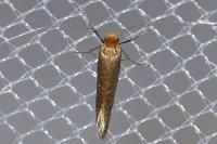 Nematopogon adansoniella