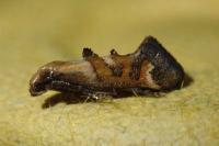 Epermenia pontificella