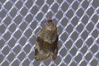 Syndemis musculana