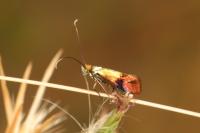 Nemophora albiciliellus