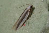 Mirificarma interrupta