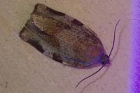 Choristoneura hebenstreitella
