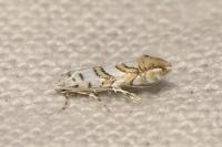 Phyllonorycter acerifoliella