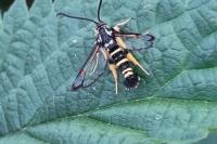 Synanthedon vespiformis