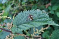 Synanthedon vespiformis
