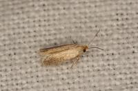 Glaucolepis