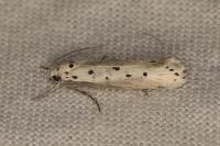 Ethmia terminella