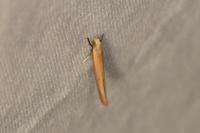 Zelleria hepariella