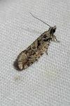 Zeiraphera isertana