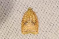Acleris forsskaleana