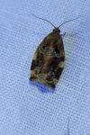 Archips xylosteana