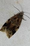 Archips xylosteana