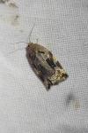 Archips xylosteana