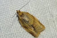 Clepsis consimilana