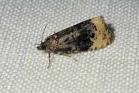 Hedya ochroleucana