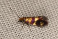 Micropterix aglaella