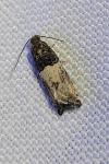 Gypsonoma aceriana