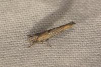 Zelleria oleastrella