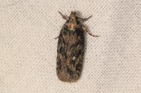 Depressaria radiosquamella