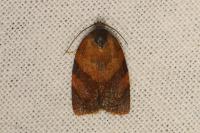 Cacoecimorpha pronubana