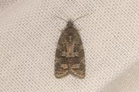 Cnephasia