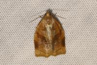 Archips rosana
