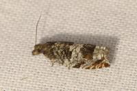 Ancylis achatana
